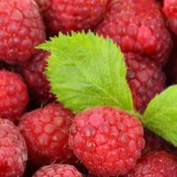 Lampone – Varietà di inizio estate, 1 pianta a radice nuda