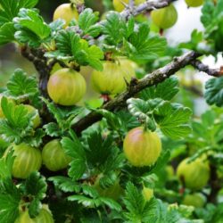 Uva spina bianca – pianta a radice nuda