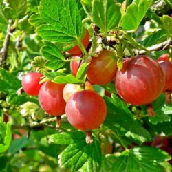Uva spina rossa – 1 pianta a radice nuda. Produzione molto abbondante!