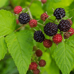 Lampone nero – Black Jewel, 1 pianta a radice nuda (di un anno)