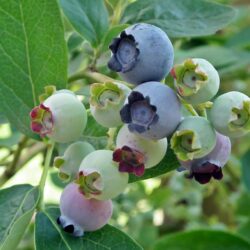 Mirtillo americano – varietà precoci