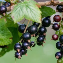 Ribes nero – 1 pianta in vaso (di un anno)