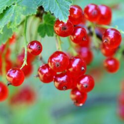Ribes rosso – 1 pianta in vaso (di un anno)